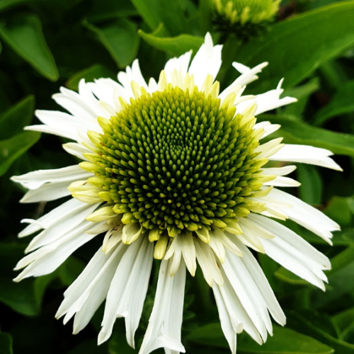 Сорт ехінацеї Delicious Nougat